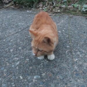 浦浜海水浴場で出会った猫ちゃん