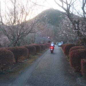 初冬の城峯公園で冬桜の並木を走る