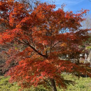 永源寺もみじ寺へ向かう歩道の紅葉