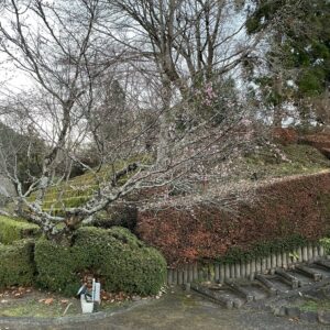 城峯公園の冬桜