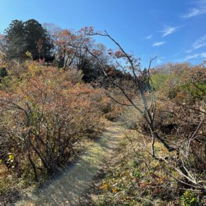秋の奥久慈パノラマラインからつつじヶ丘展望台へ④