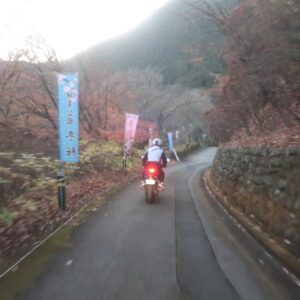 初冬の城峯公園の冬桜の並木を走る②