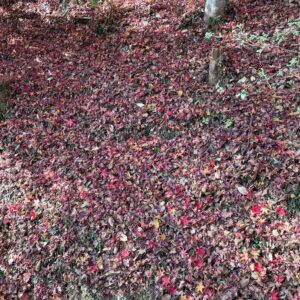 永源寺もみじ寺の紅い石段②