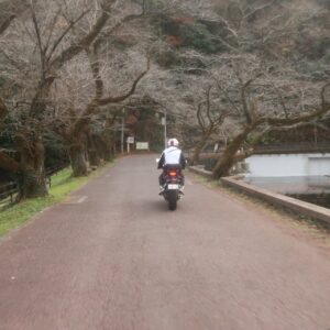 鎌北湖の落葉した冬の桜並木にて