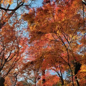 永源寺もみじ寺の参道にかかるもみじ