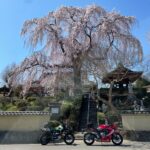 桜パライソ福島①昌建寺のしだれ桜with CBR650R & Dトラ