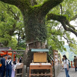 熊野那智大社のご神木「那智の樟」にて