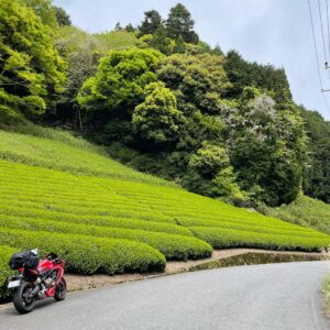 和束町の茶畑にてwith CBR650R