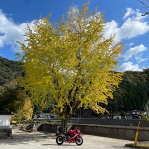 大分耶馬溪の馬溪橋付近の銀杏with CBR650R