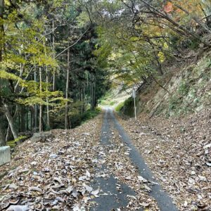 落ち葉に埋もれた御荷鉾スーパー林道を走る