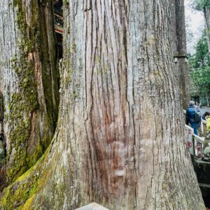 三峰神社の夫婦杉