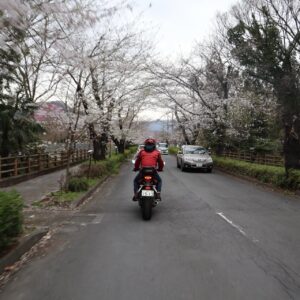 満開の長瀞・北桜通りを走るwith CBR650R