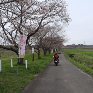 五分咲きの都幾川桜堤にてwith CBR650R