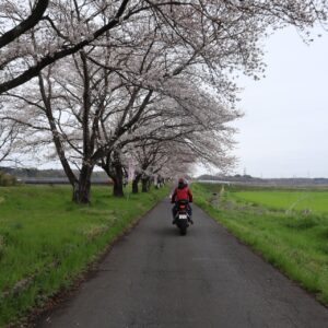 五分咲きの都幾川桜堤にてwith CBR650R