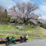 越代のサクラwith gsx-s1000gt & ninja650